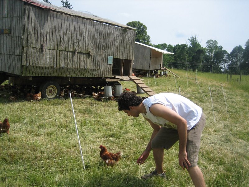 Chicken road game in Netherlands